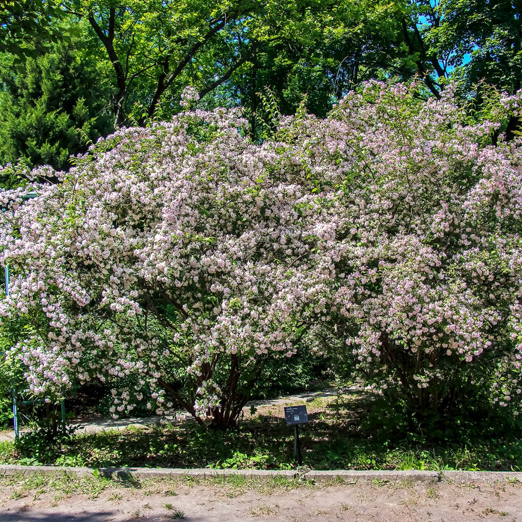 Kolkwitzia amabilis - Beauty Bush
