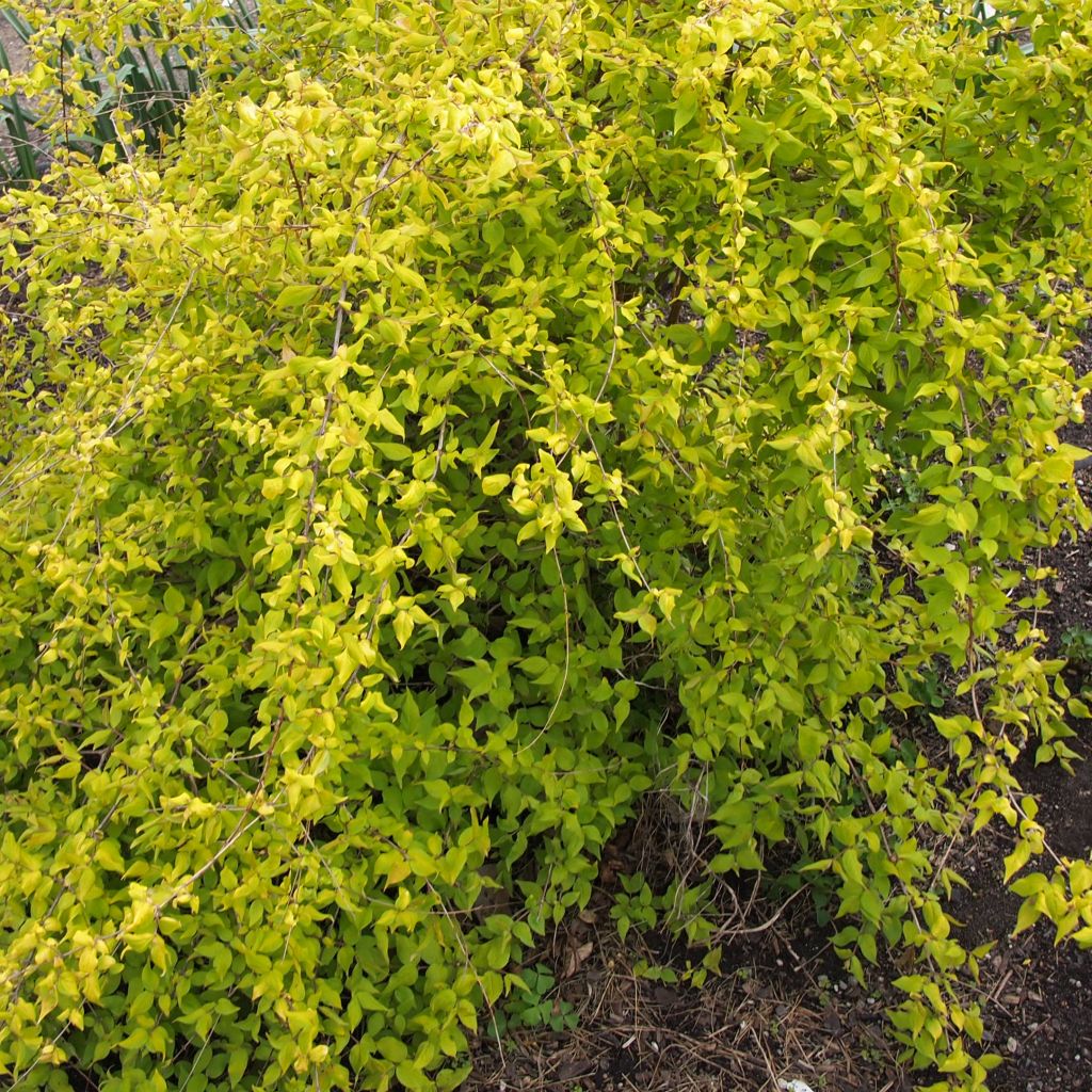 Kolkwitzia amabilis Maradco - Beauty Bush