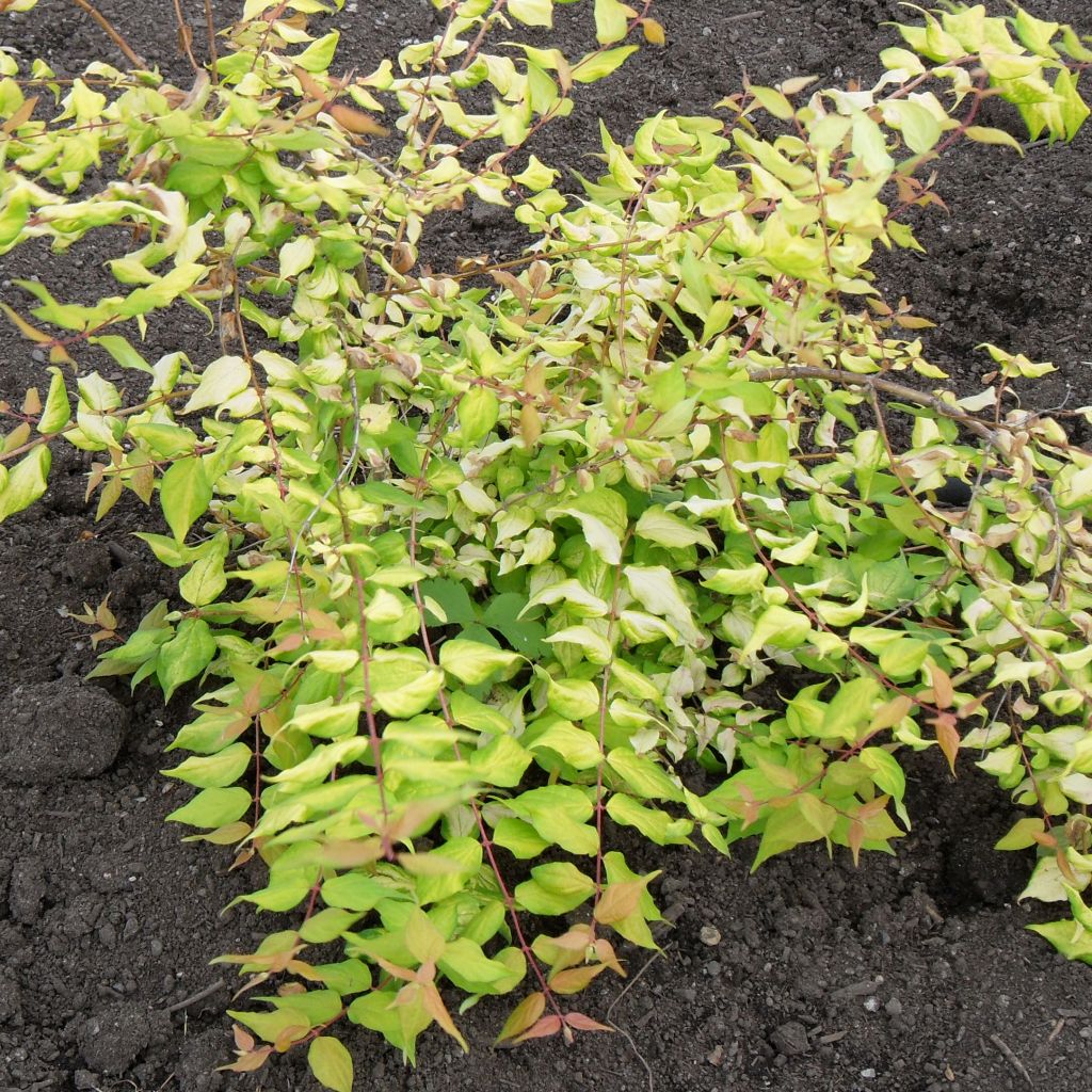 Kolkwitzia amabilis Maradco - Beauty Bush