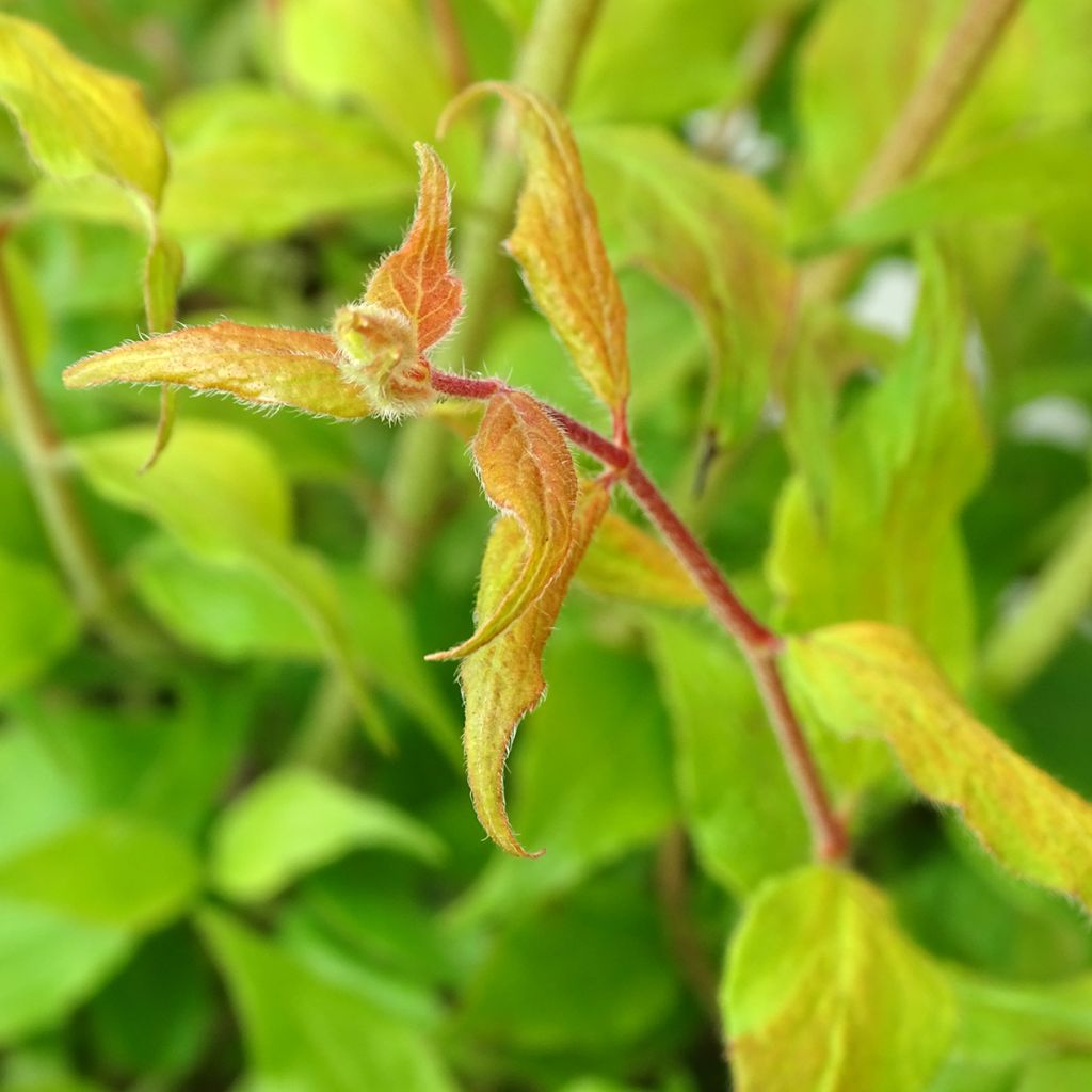 Kolkwitzia amabilis Maradco - Beauty Bush