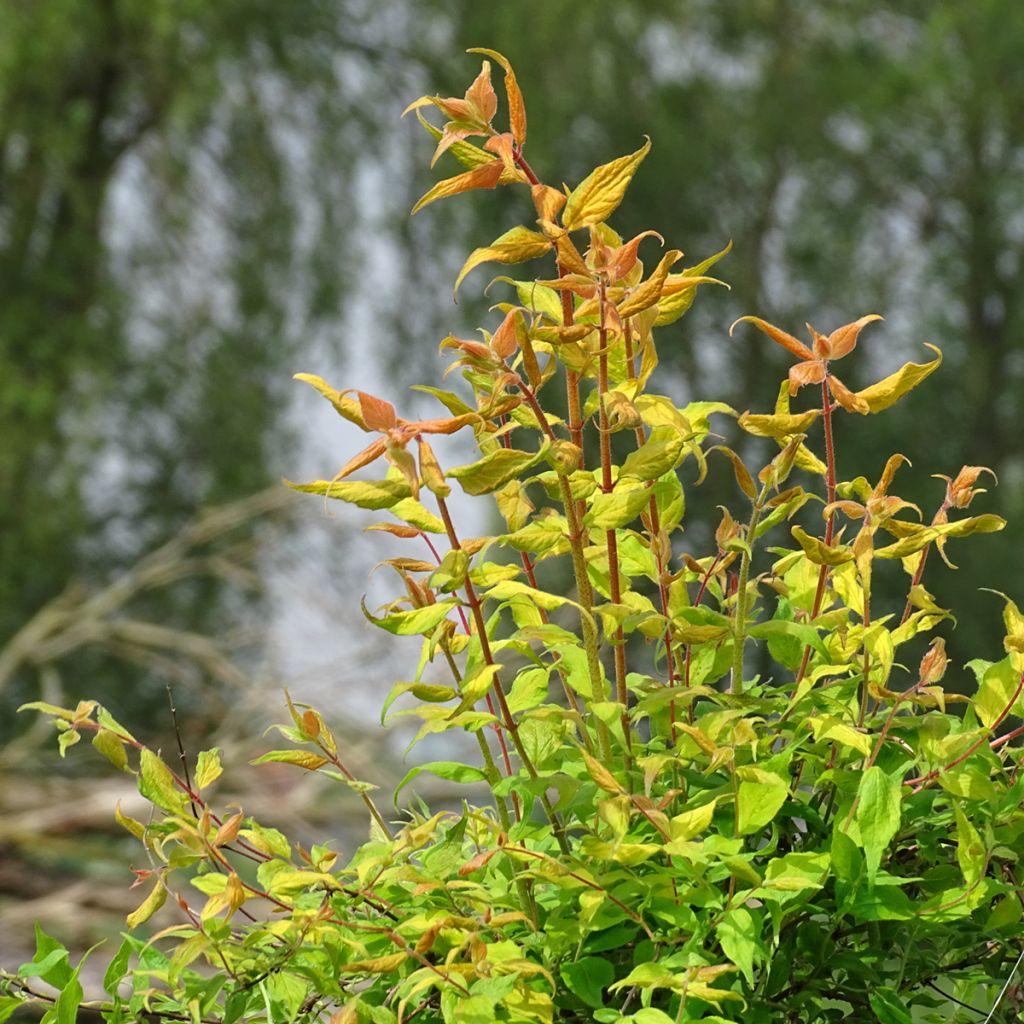 Kolkwitzia amabilis Maradco - Beauty Bush