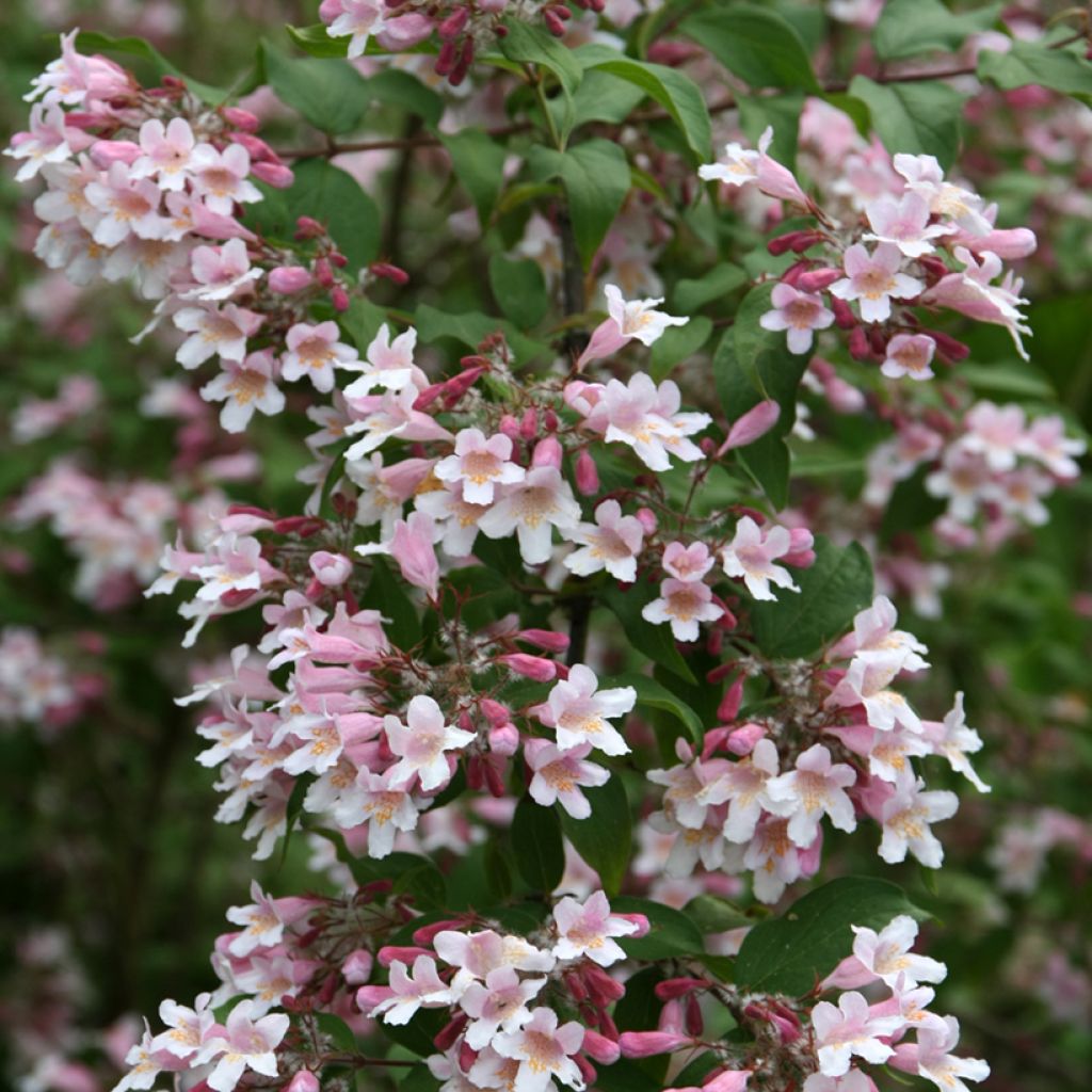 Kolkwitzia amabilis Pink Cloud - Beauty Bush