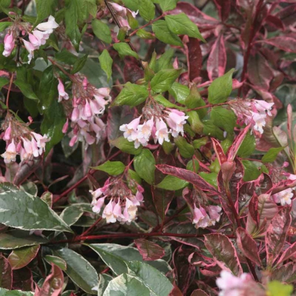 Kolkwitzia amabilis Pink Cloud - Beauty Bush