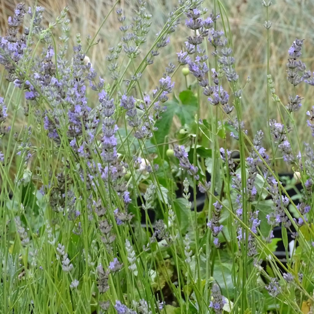 Lavandula intermedia Grappenhall - Lavandin