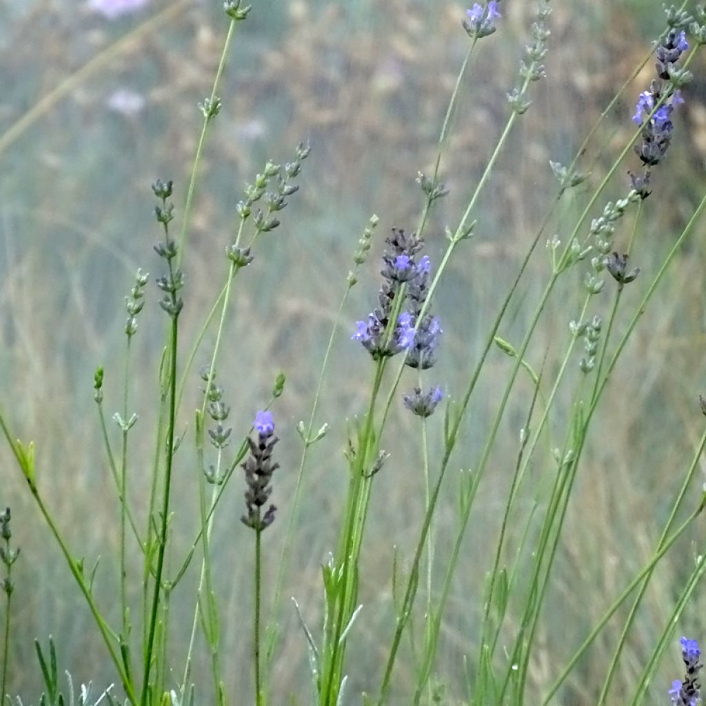 Lavandula intermedia Grappenhall - Lavandin
