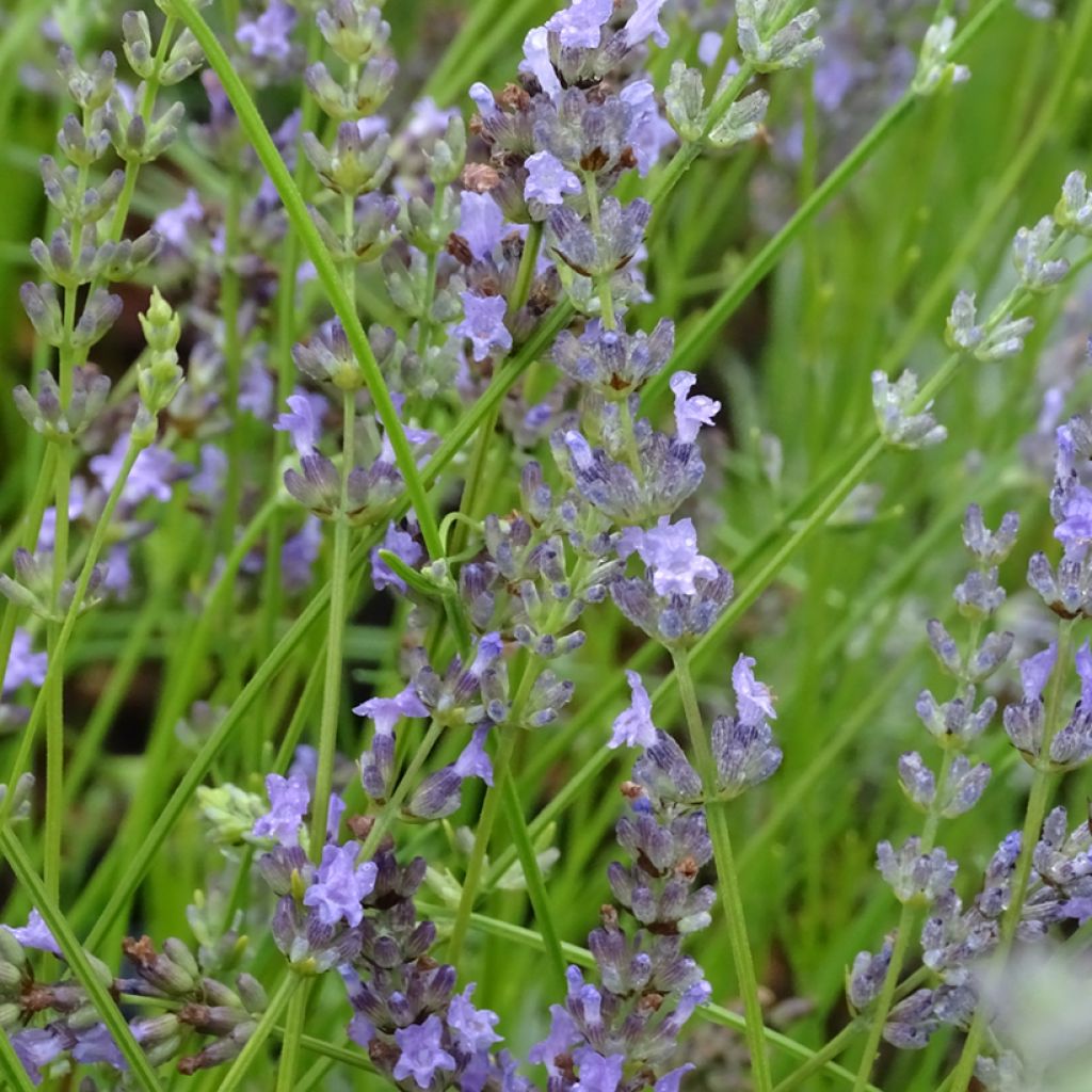 Lavandula intermedia Grappenhall - Lavandin