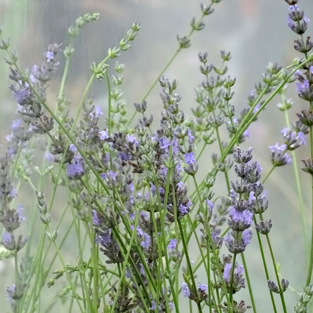 Lavandula intermedia Grappenhall - Lavandin
