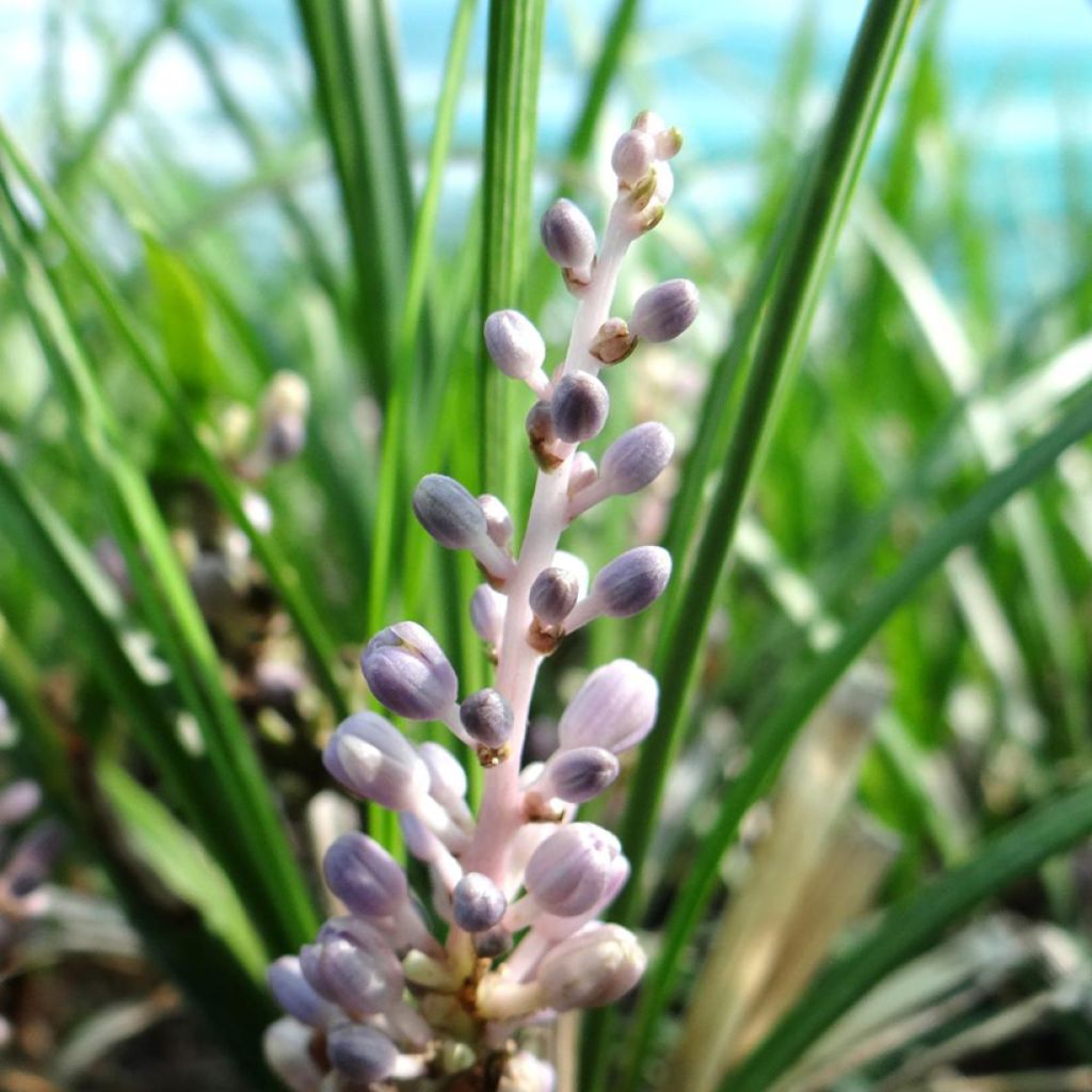 Liriope graminifolia var. densiflora 