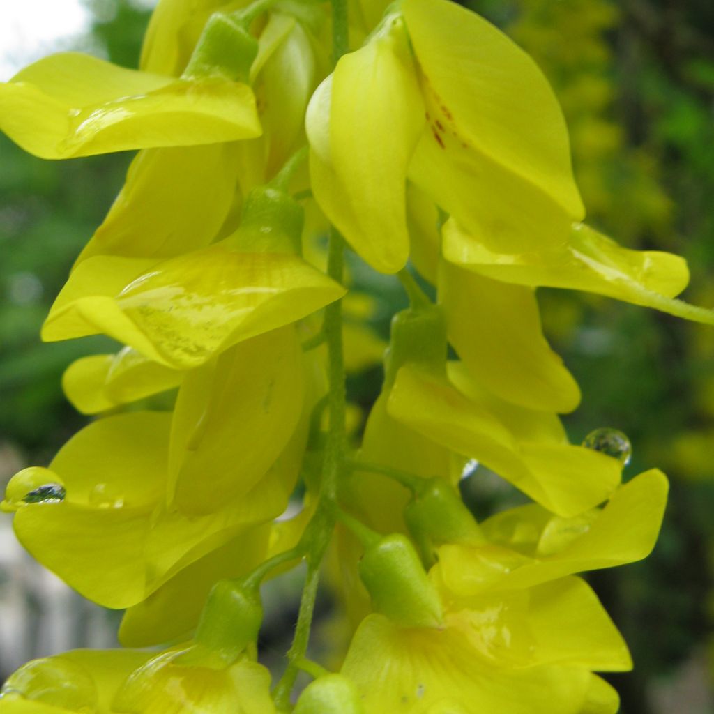 Laburnum anagyroides