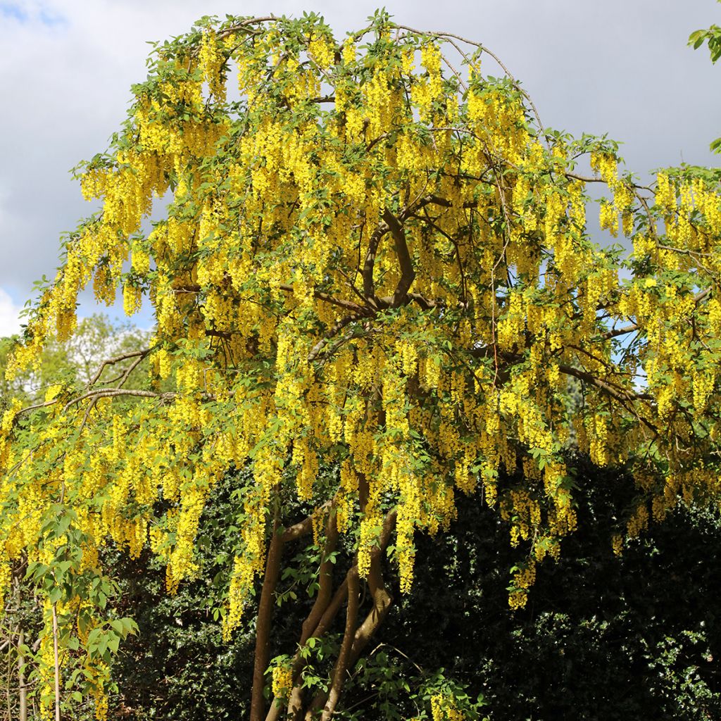 Laburnum anagyroides - Common laburnum seeds
