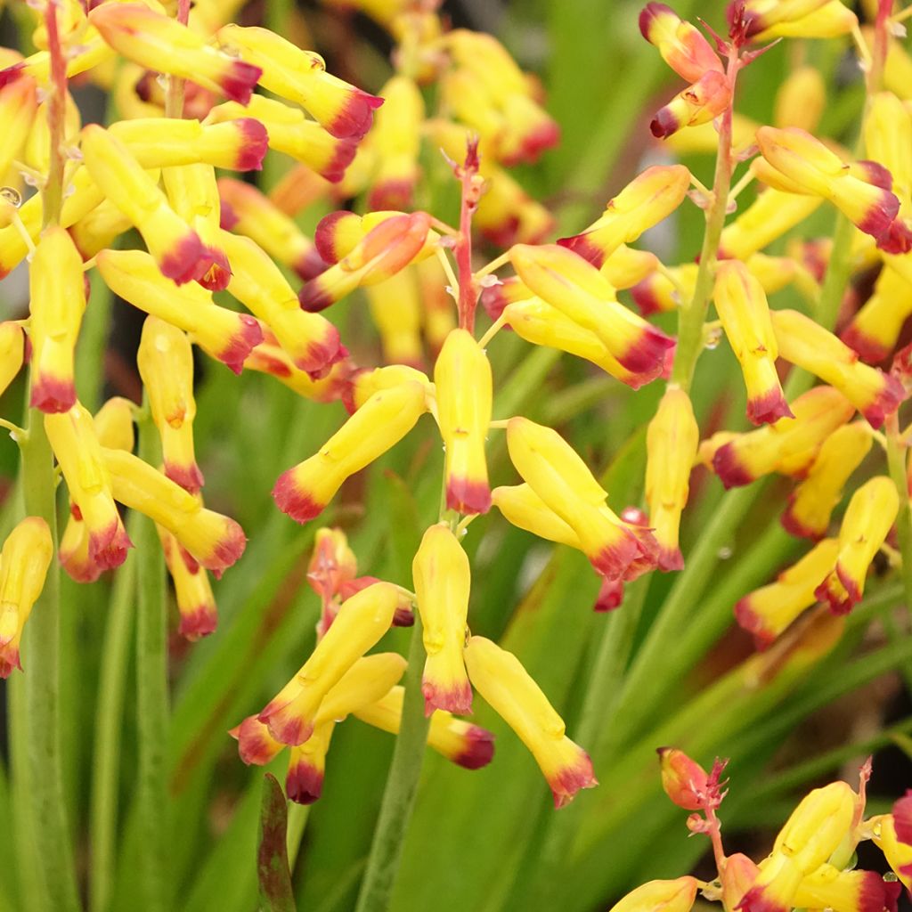 Lachenalia aloides African Beauty Namakwa