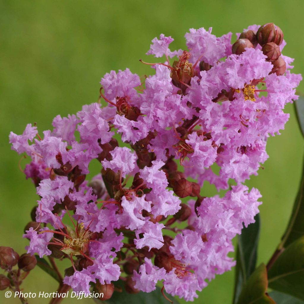 Lagerstroemia indica Lilac Grand Sud - Crape Myrtle