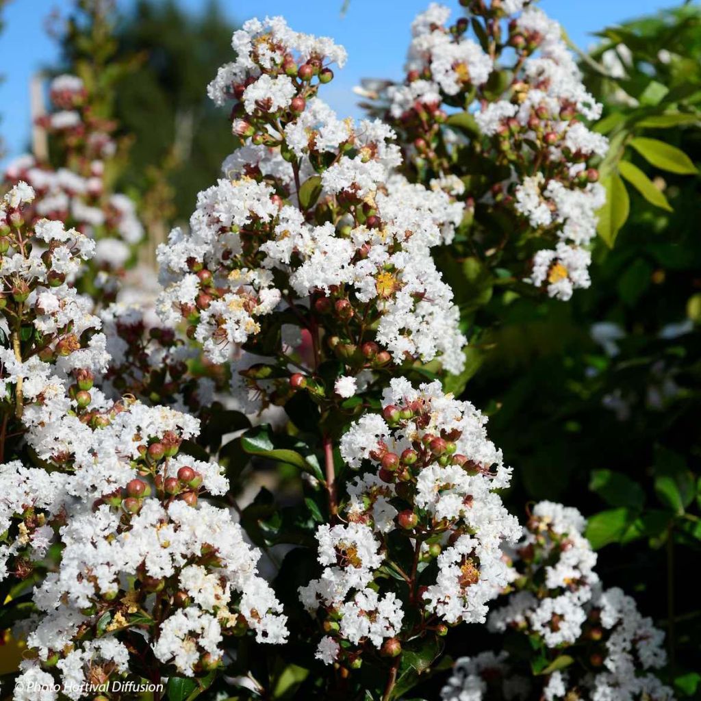 Lagerstroemia indica Neige dEté - Crape Myrtle