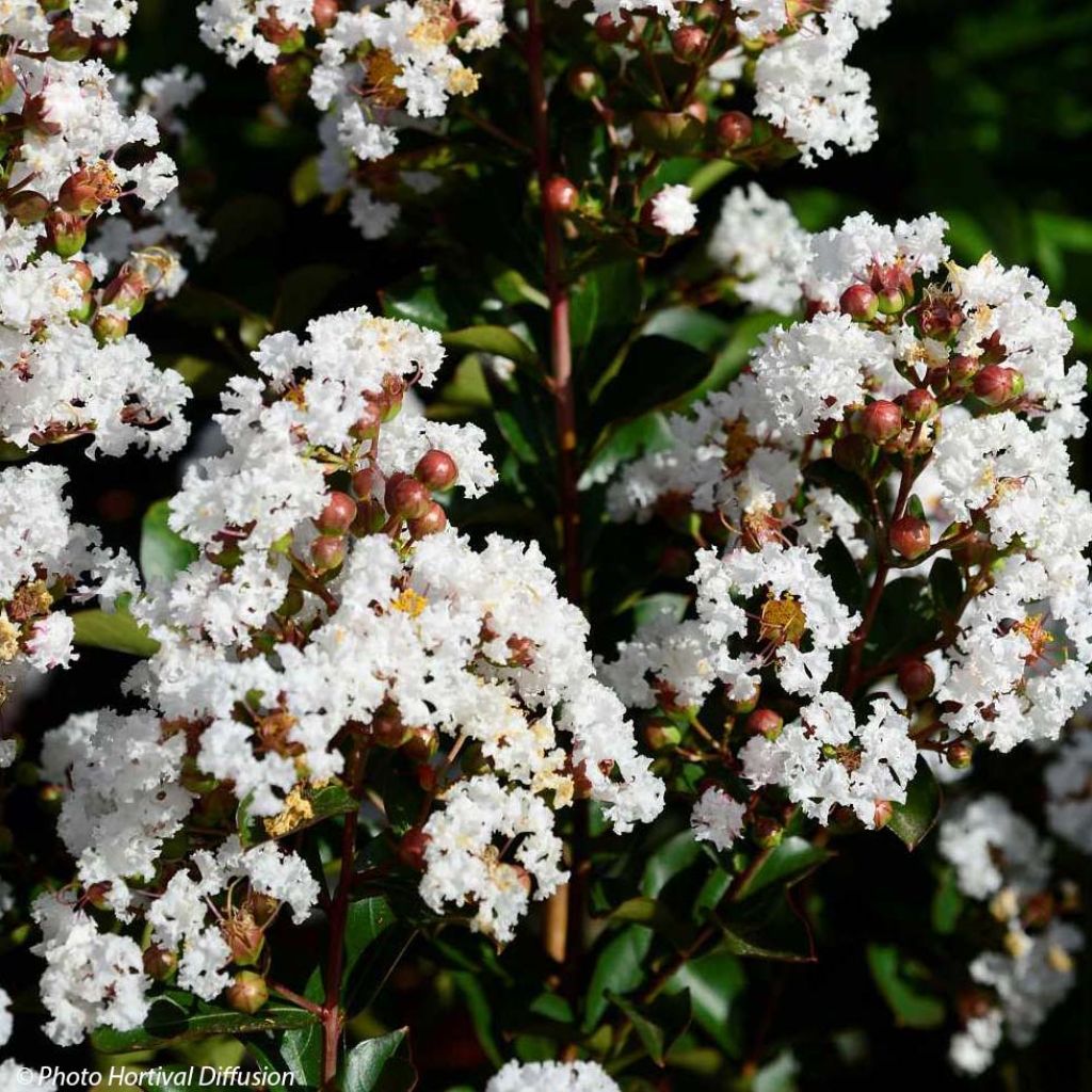 Lagerstroemia indica Neige dEté - Crape Myrtle