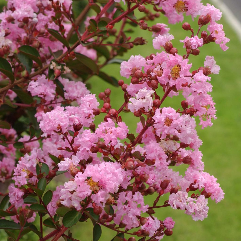 Lagerstroemia indica Berlingot Menthe - Crape Myrtle