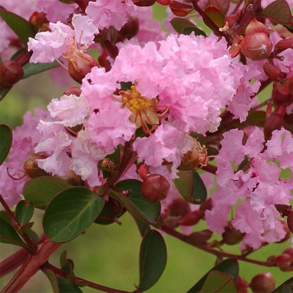 Lagerstroemia indica Berlingot Menthe - Crape Myrtle