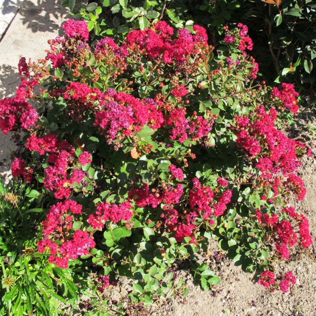 Lagerstroemia indica Cherry Lelaro - Crape Myrtle
