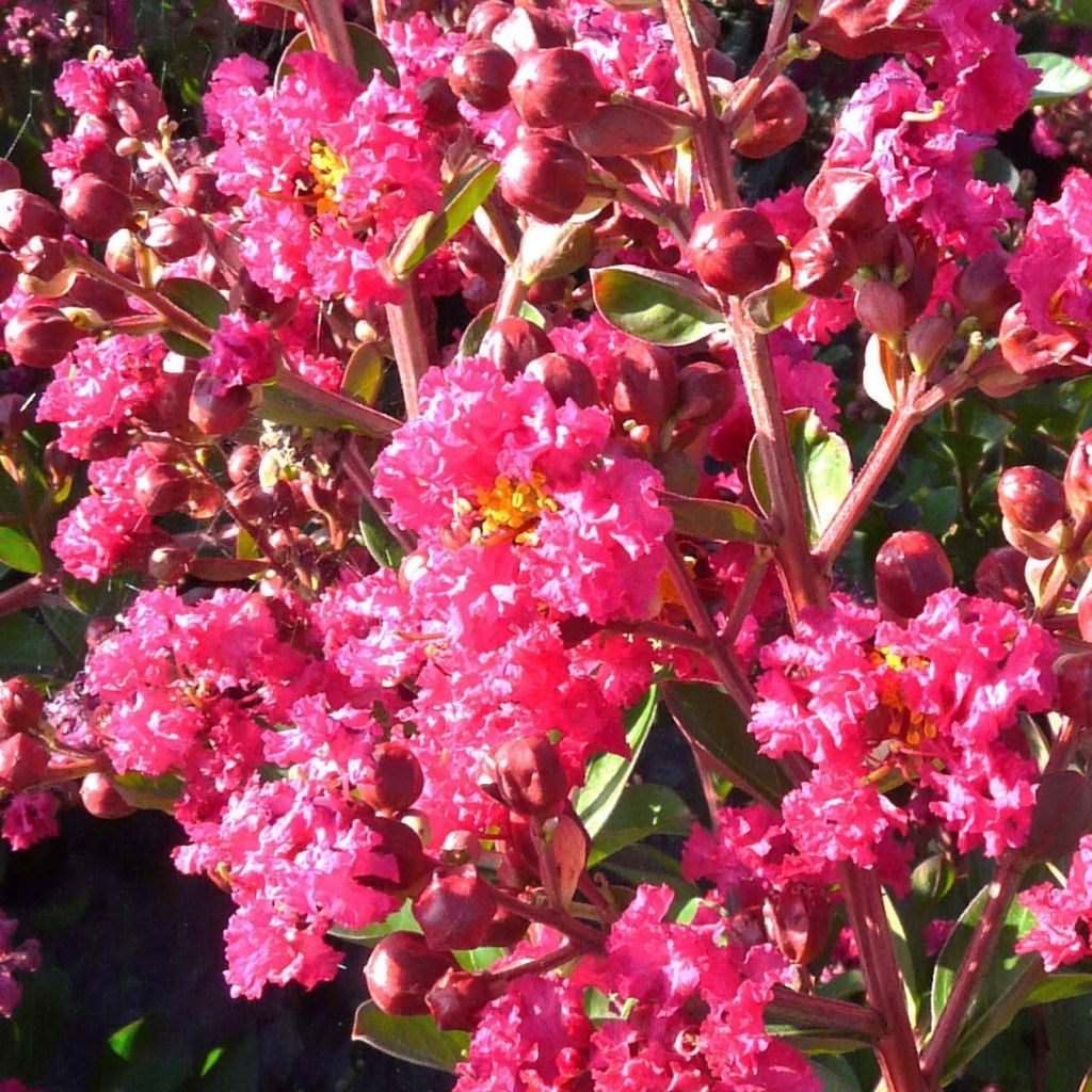 Lagerstroemia indica 'Fuchsia d'Eté' (Indyfus)