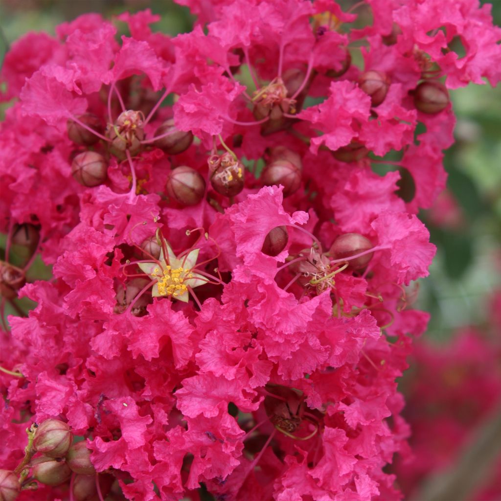 Lagerstroemia indica Mon Panache - Lilas des Indes