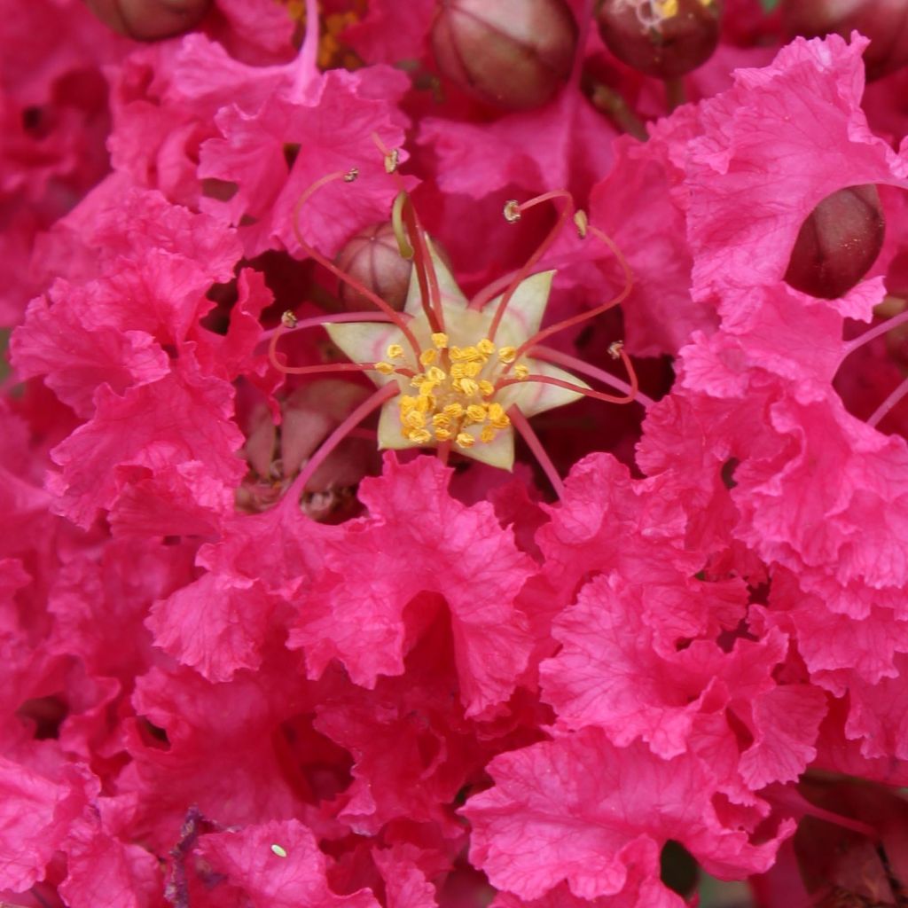 Lagerstroemia indica Mon Panache - Lilas des Indes