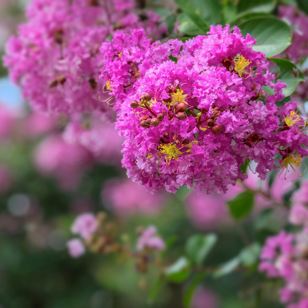 Lagerstroemia indica Pecharmant - Crape Myrtle