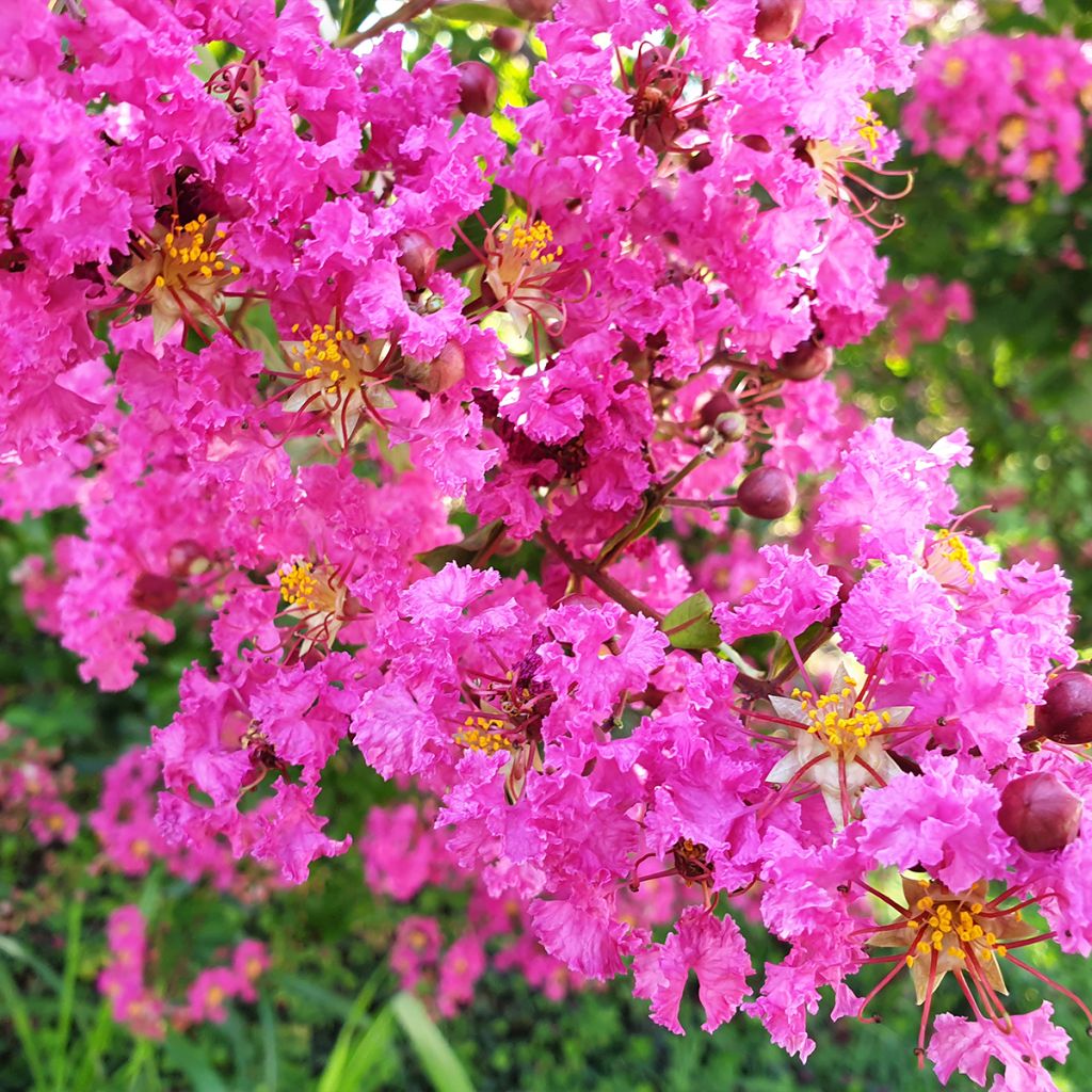 Lagerstroemia indica Pecharmant - Crape Myrtle