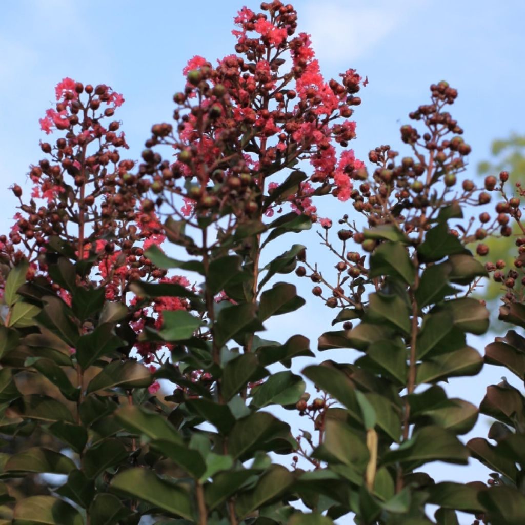 Lagerstroemia indica Pink Velours - Crape Myrtle