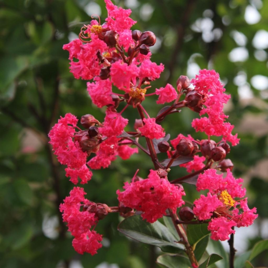 Lagerstroemia indica Pink Velours - Crape Myrtle