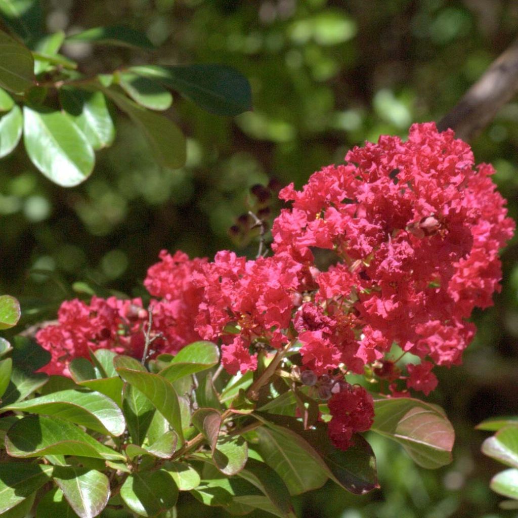 Lagerstroemia indica Red imperator - Crape Myrtle
