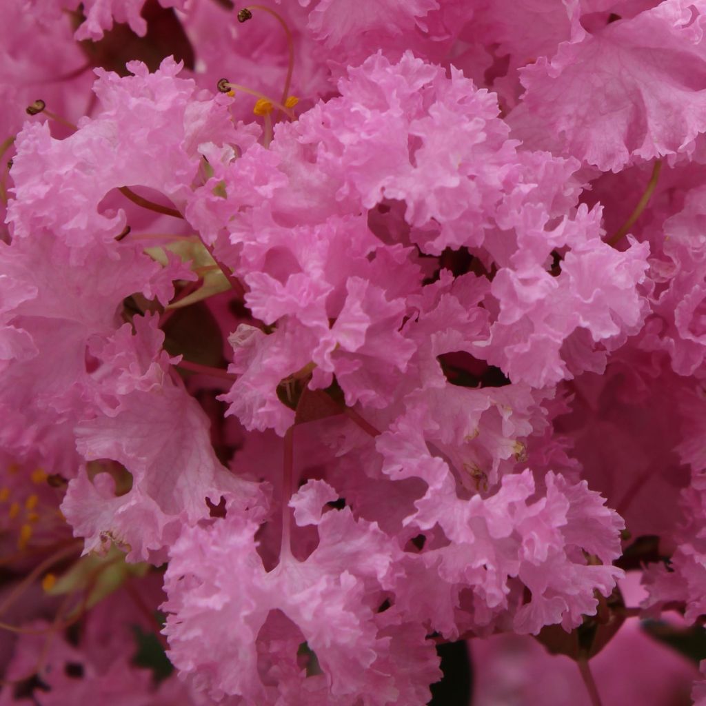 Lagerstroemia indica Soir dEté - Crape Myrtle