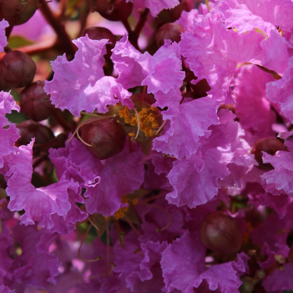 Lagerstroemia indica Souvenir d'Hubert Puard