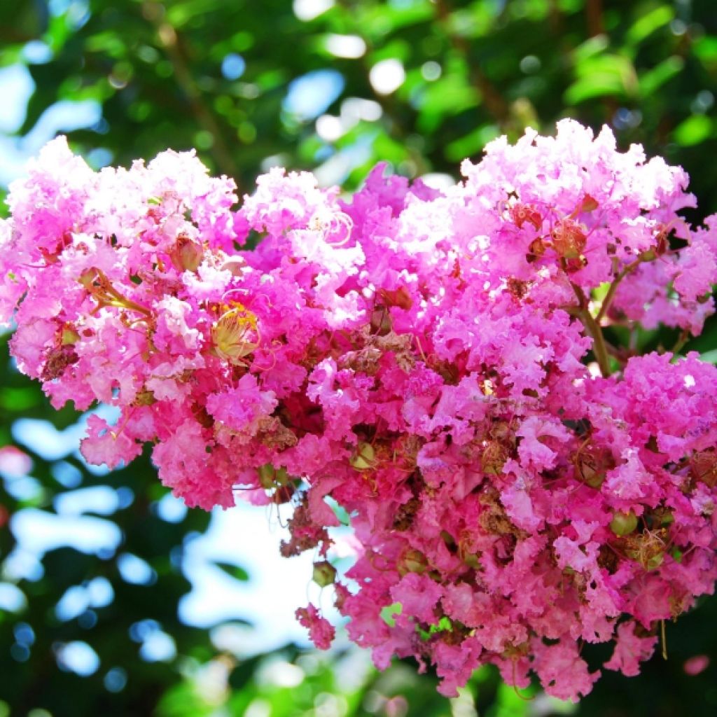 Lagerstroemia indica Worlds Fair - Crape Myrtle