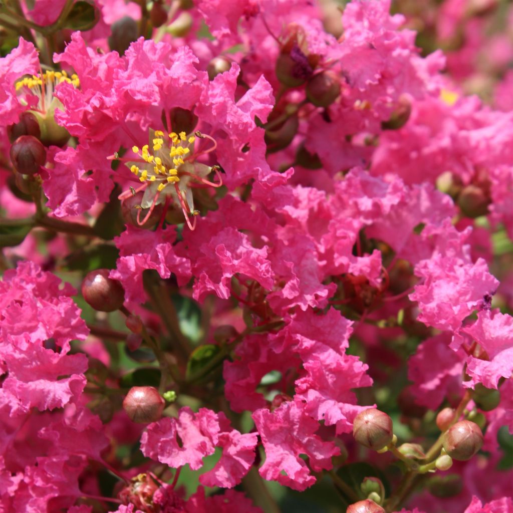 Lagerstroemia indica Yang Tse - Crape Myrtle