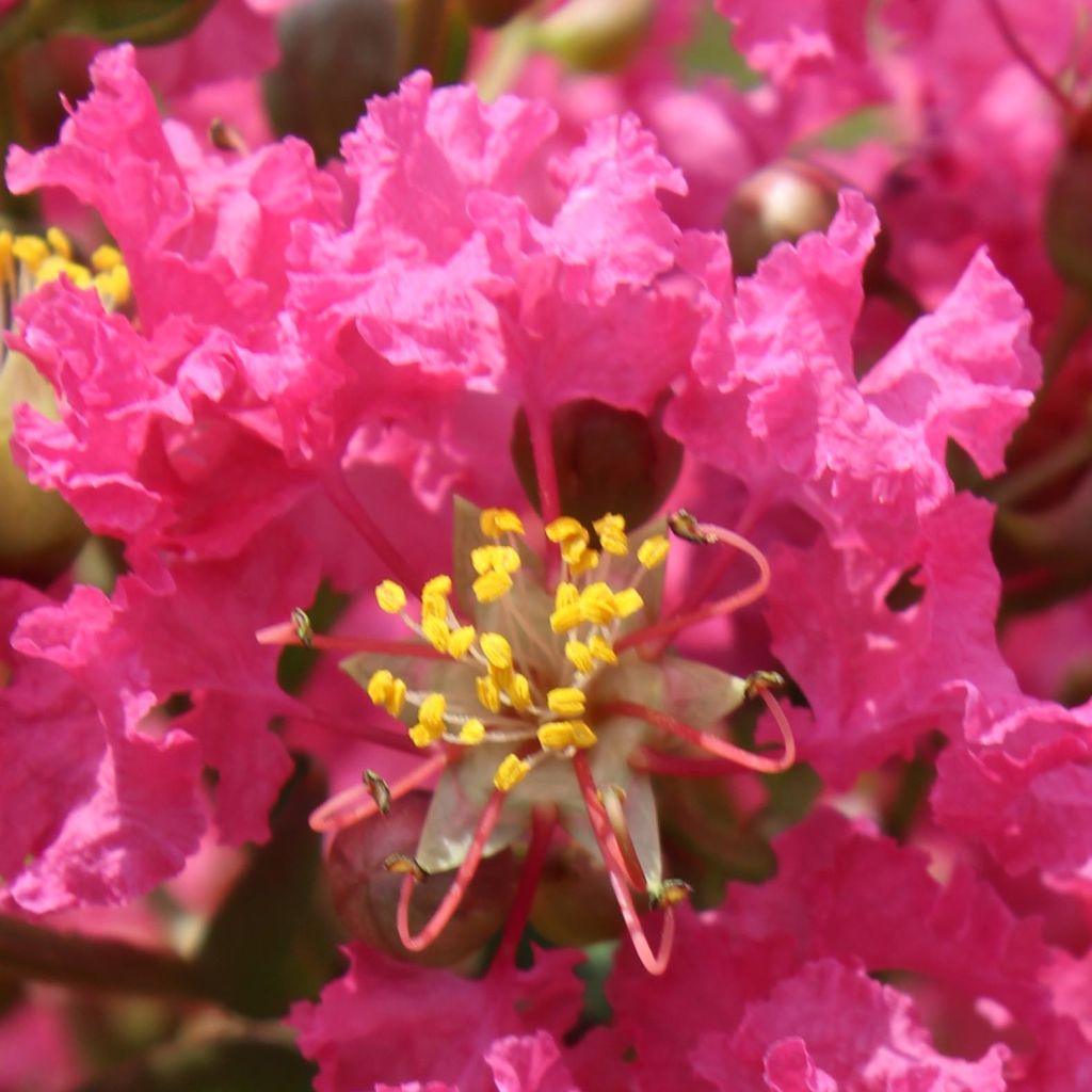 Lagerstroemia indica Yang Tse - Crape Myrtle