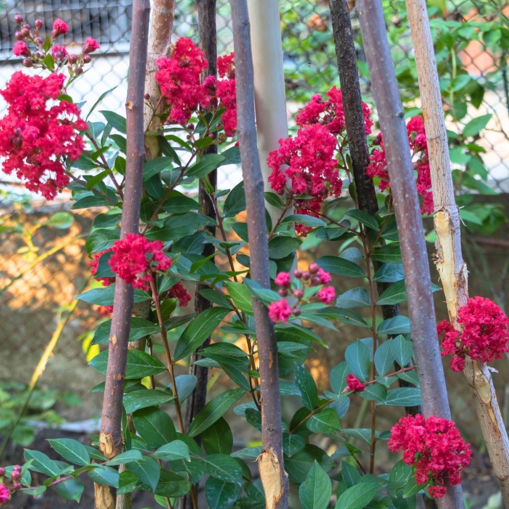Lagerstroemia indica Terrasse Rouge - Crape Myrtle