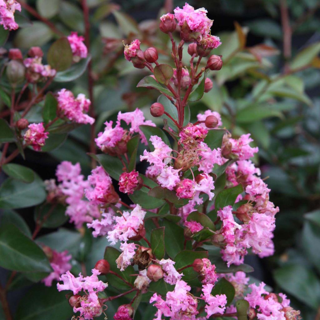 Lagerstroemia indica Mardi Gras - Crape Myrtle