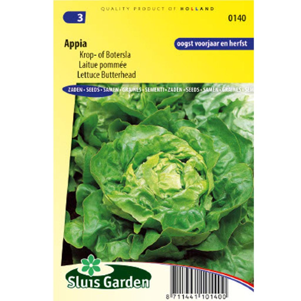 Butterhead Lettuce Appia - Lactuca sativa