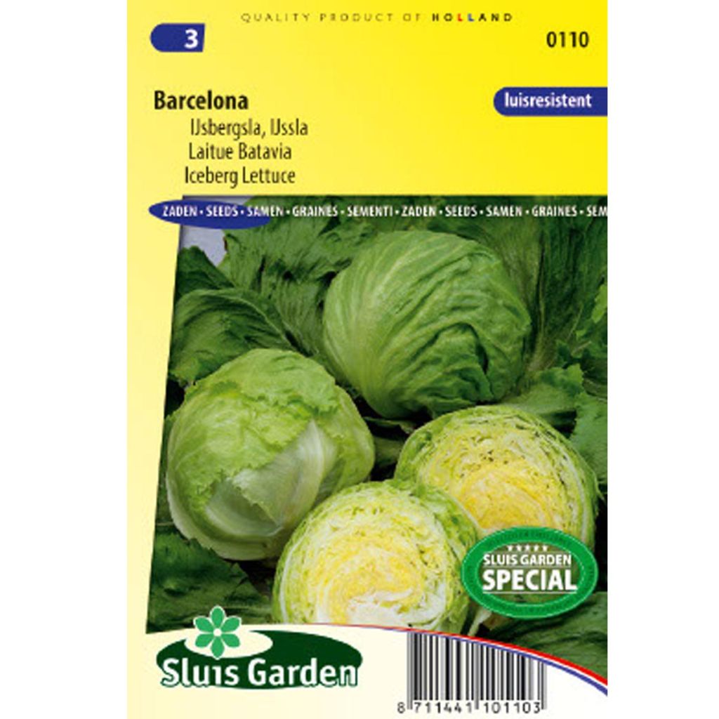 Lettuce Barcelona - Crisphead lettuce