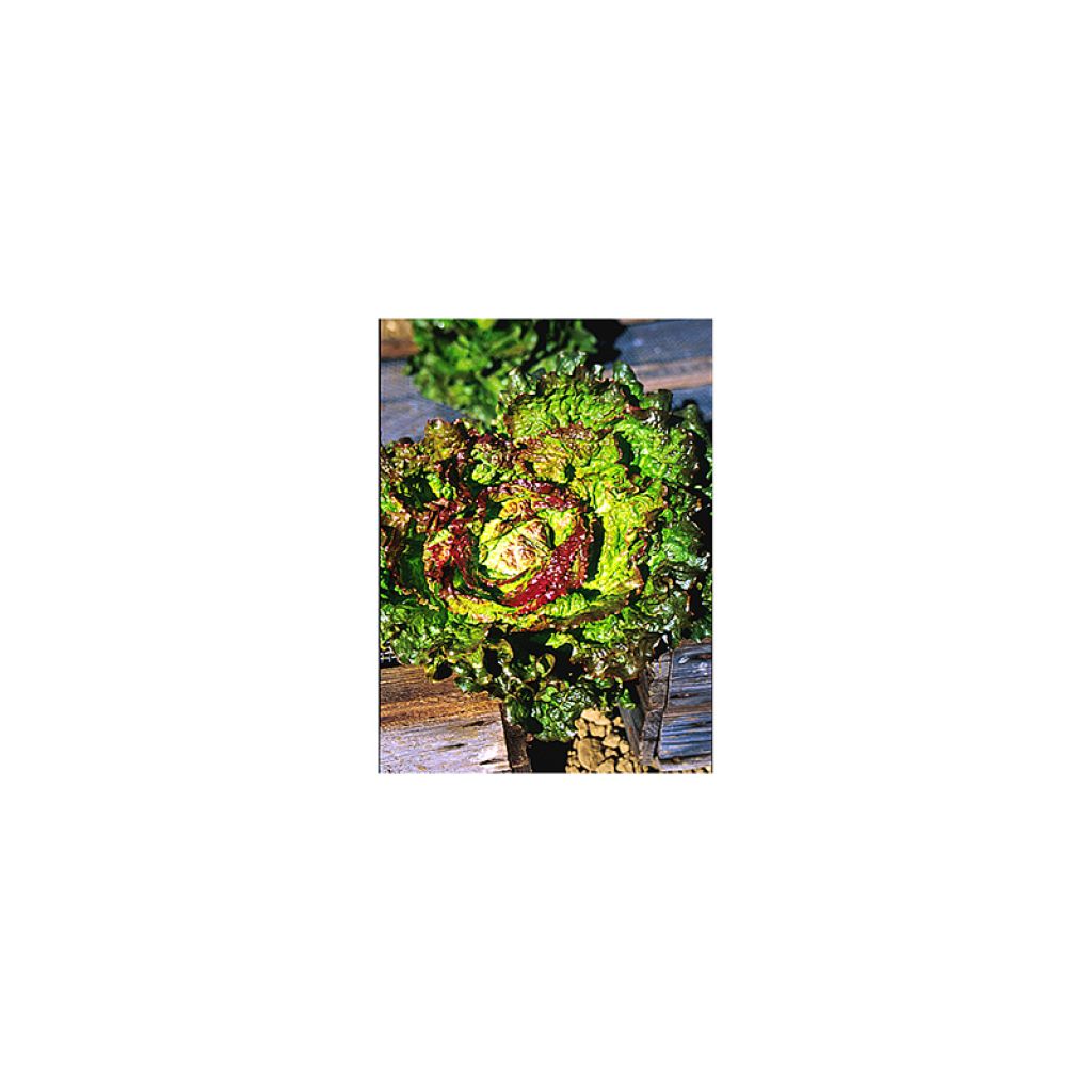 Batavia Lettuce Blonde à bord rouge - Lactuca sativa