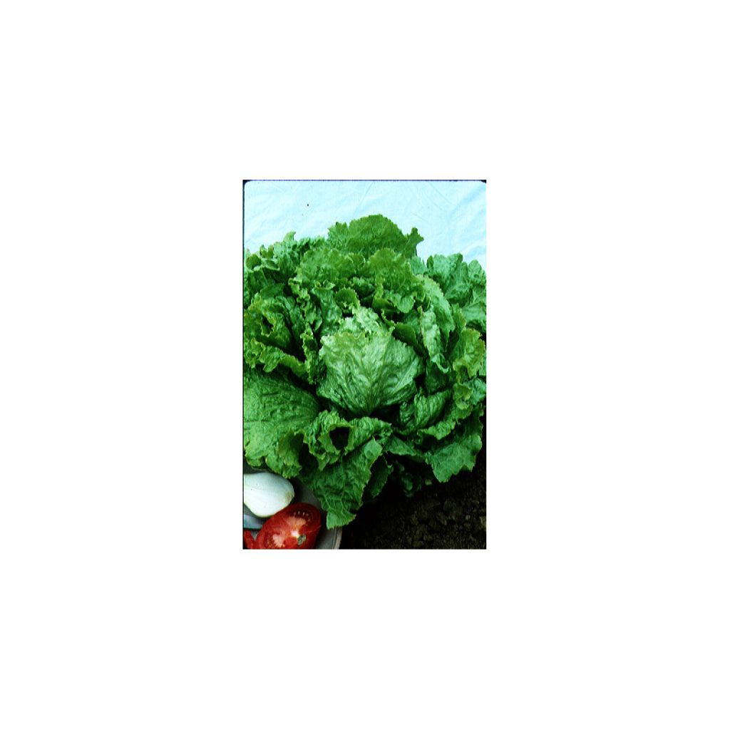 Batavia Lettuce Blonde de Paris - Lactuca sativa