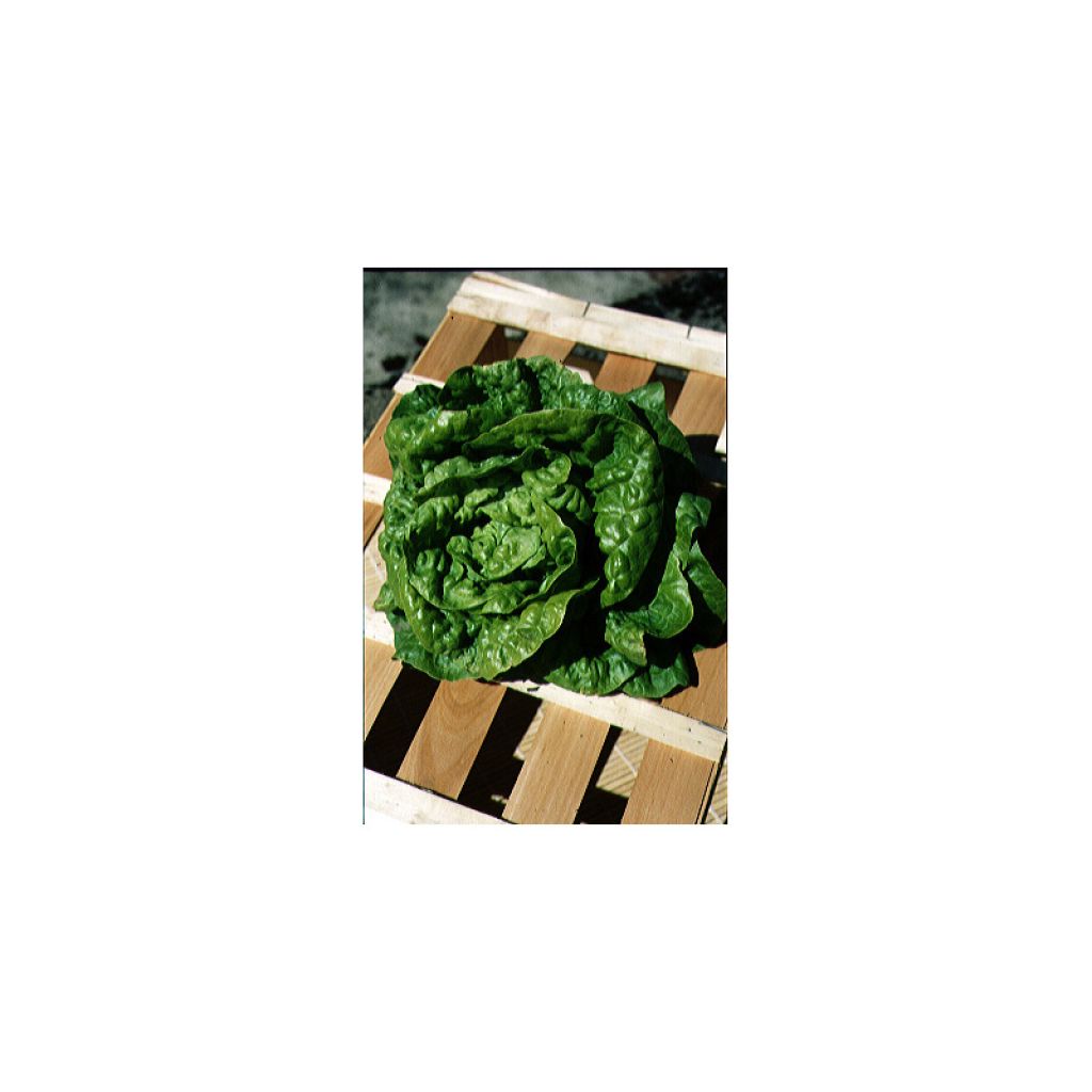 Butterhead Lettuce Blonde du Cazard - Lactuca sativa