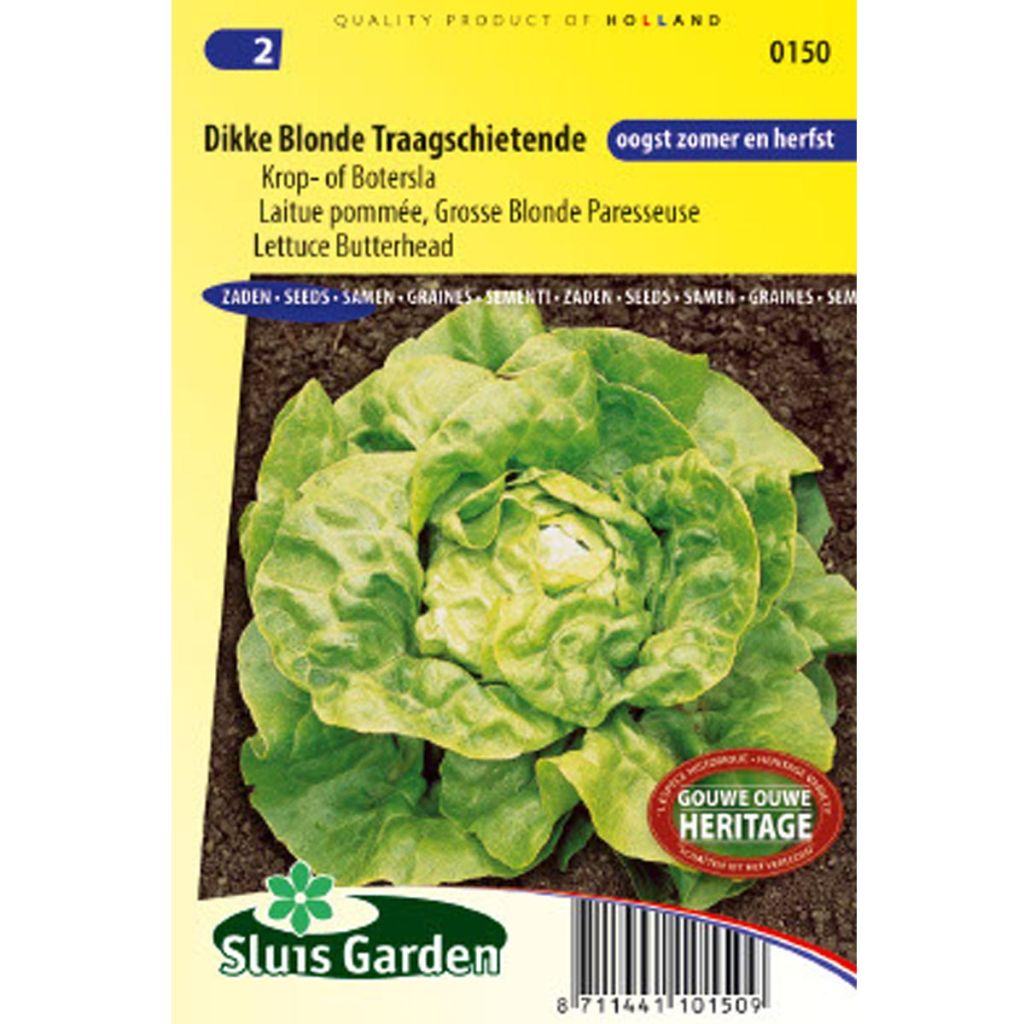 Lettuce Grosse Blonde Paresseuse - Lactuca sativa