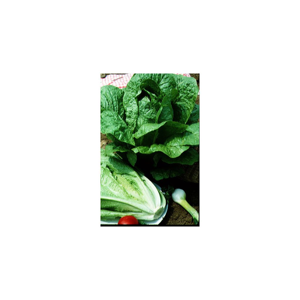 Romaine Lettuce Blonde Maraichère - Lactuca sativa