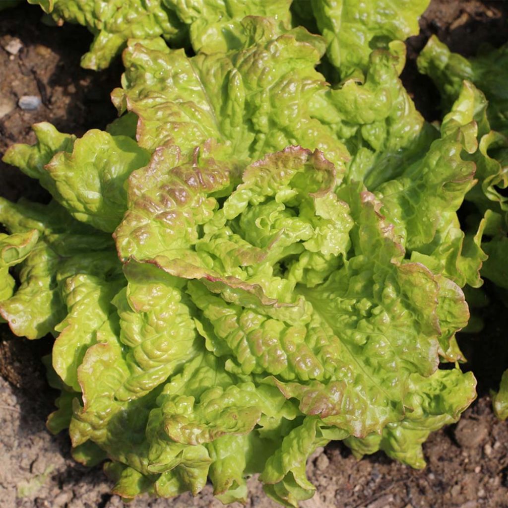Lettuce Rossa di Trento - Ferme de Sainte Marthe seeds