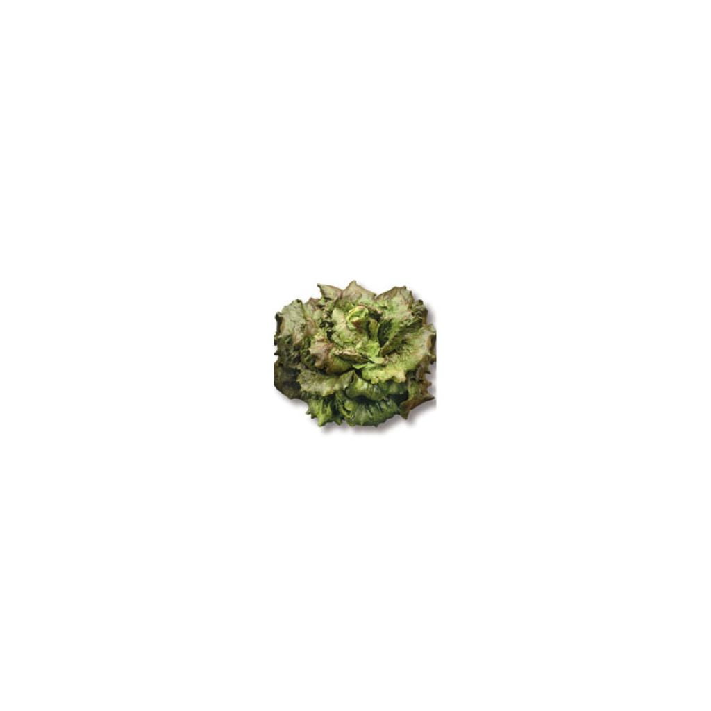 Batavia Lettuce Rossia - Lactuca sativa