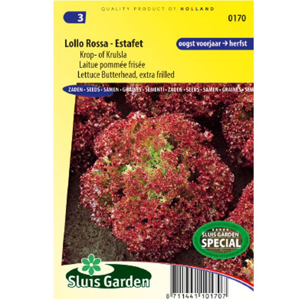 Lettuce Lollo Rossa - Lactuca sativa