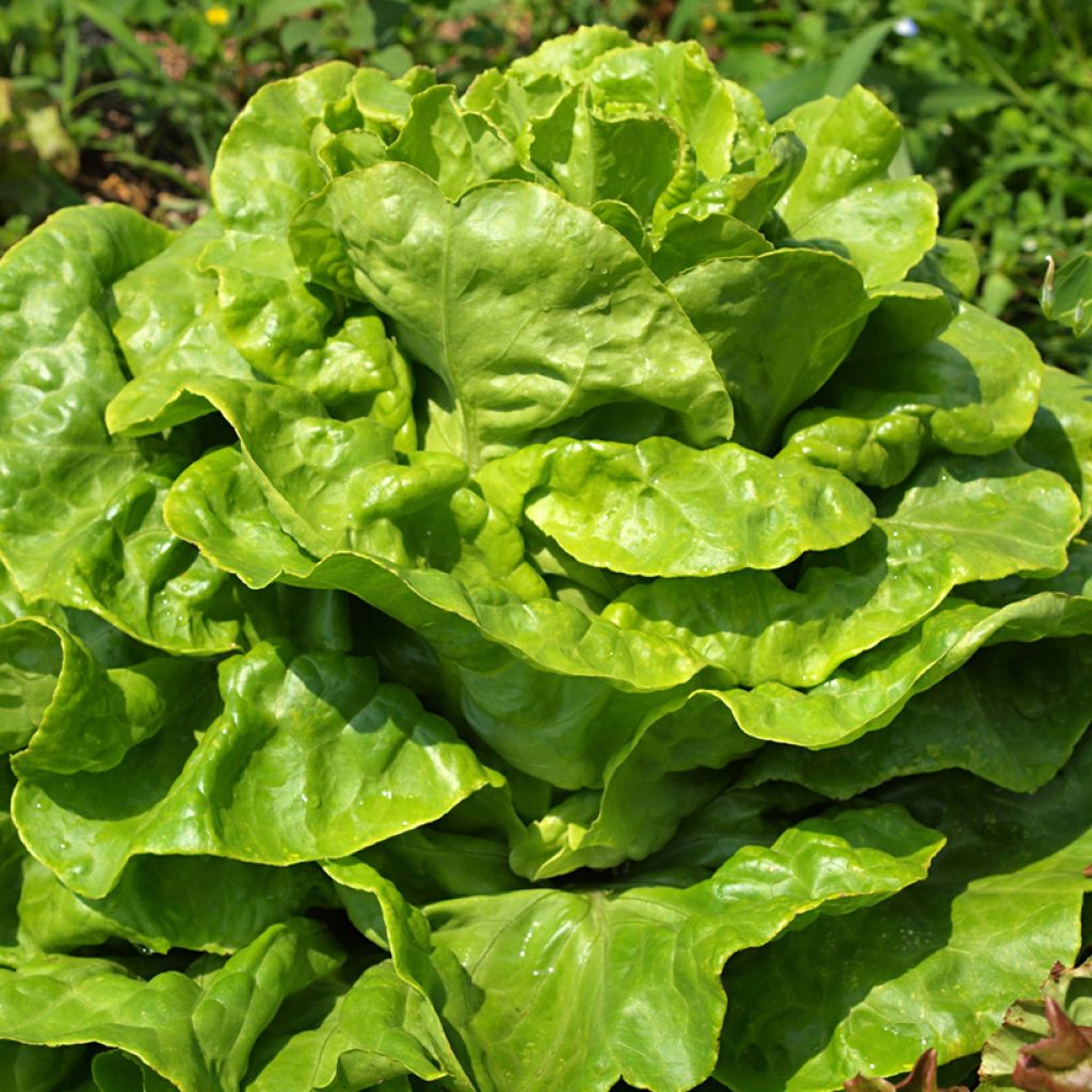 Butterhead Lettuce White seeded Tennis ball