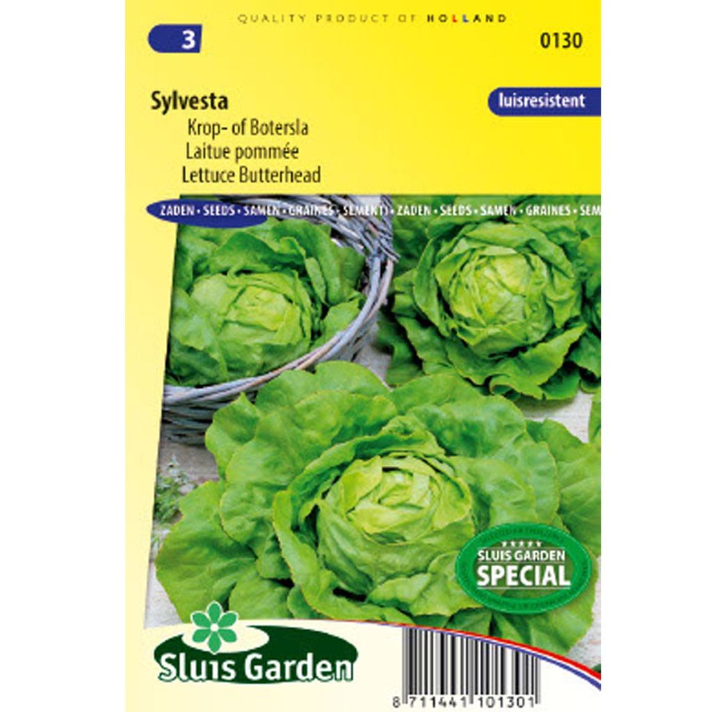 Butterhead Lettuce Sylvesta - Lactuca sativa