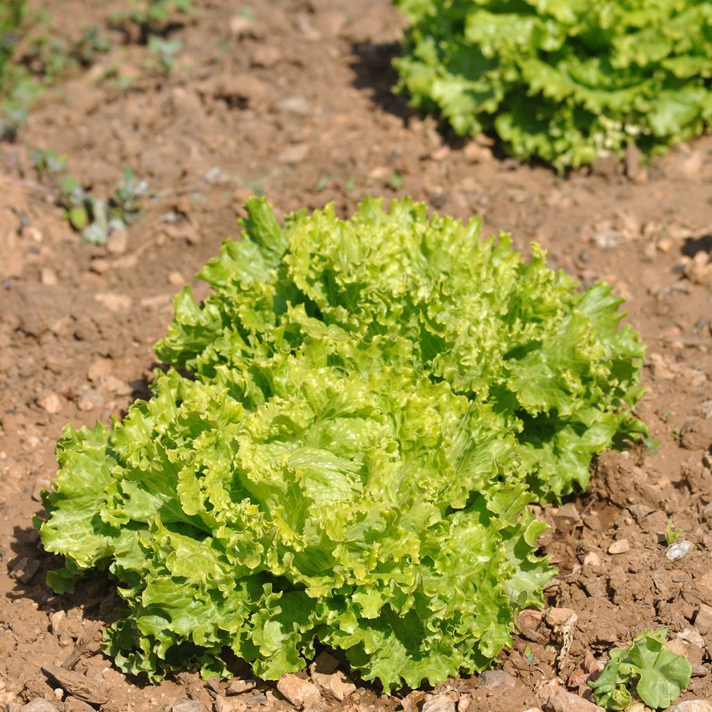 Iceberg Lettuce De Pierre Bénite - Batavia