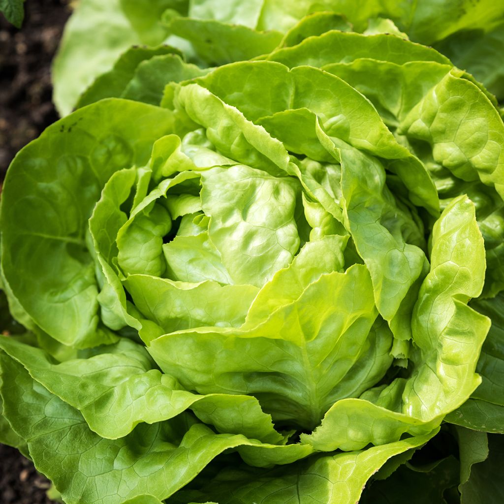 Butterhead Lettuce Matilda - Lactuca sativa